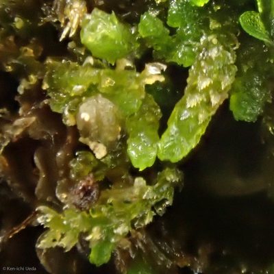 Cephaloziella turneri, photographed by Ken-ichi Ueda