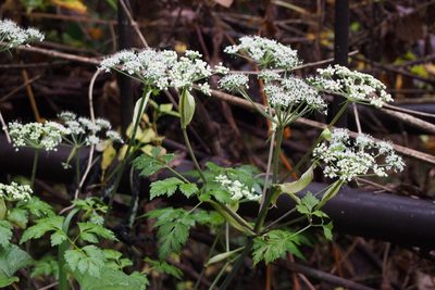 Angelica pubescens, photographed by harum.koh