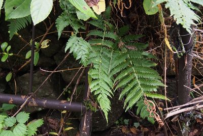 Dryopteris uniformis, photographed by harum.koh