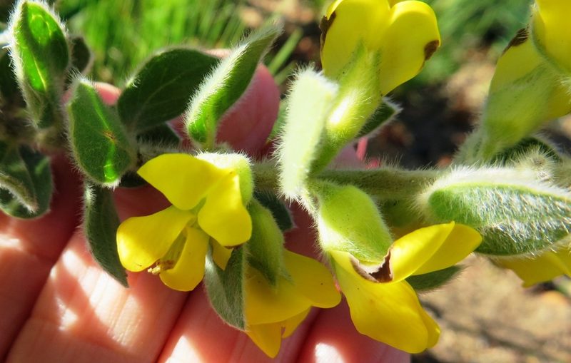 Xiphotheca tecta, photographed by linkie