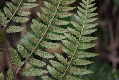 Athyrium vidalii, photographed by harum.koh