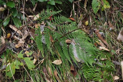 Athyrium vidalii, photographed by harum.koh