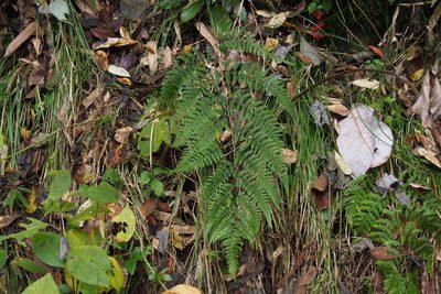 Athyrium vidalii, photographed by harum.koh