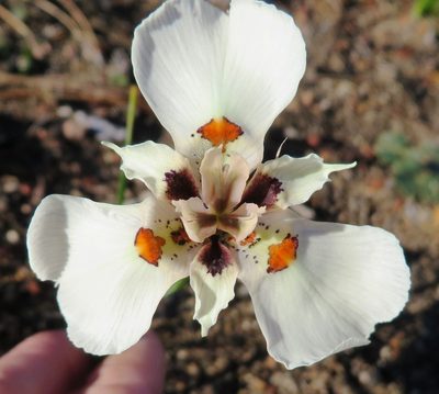 Moraea cantharophila, photographed by linkie