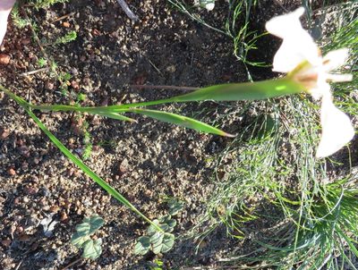 Moraea cantharophila, photographed by linkie