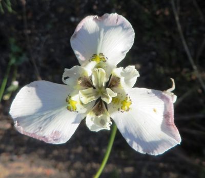 Moraea cantharophila, photographed by linkie