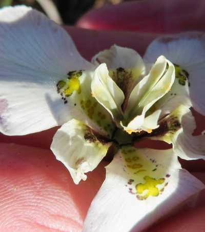 Moraea cantharophila, photographed by linkie