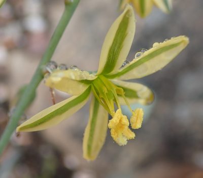 Coilonox suaveolens, photographed by Nicola van Berkel