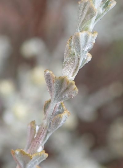 Pentzia dentata, photographed by Nicola van Berkel