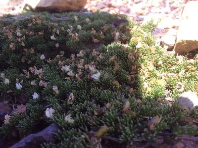 Aspalathus quartzicola, photographed by James Deacon