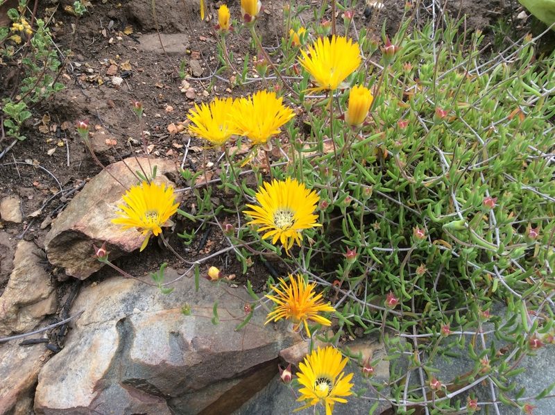 Drosanthemum hallii, photographed by James Deacon