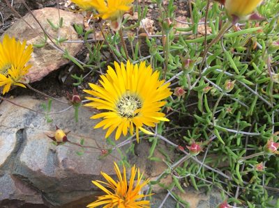 Drosanthemum hallii, photographed by James Deacon
