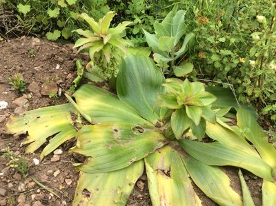Eucomis regia, photographed by James Deacon