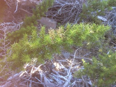 Cliffortia arborea, photographed by James Deacon