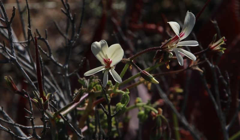 Pelargonium trifidum, photographed by Tony Rebelo