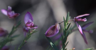 Polygala microlopha, photographed by Tony Rebelo