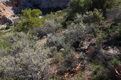 Anginon swellendamense, photographed by Tony Rebelo