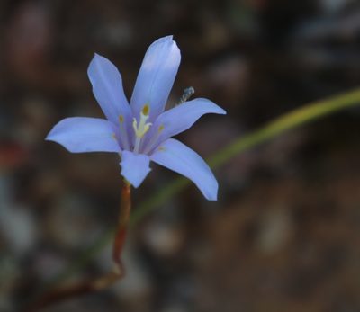 Moraea polyanthos, photographed by Tony Rebelo