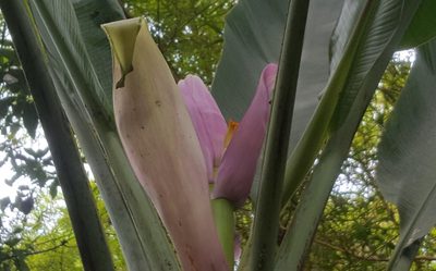 Musa ornata, photographed by alessandradalia