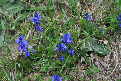 Polygala calcarea, photographed by Eduardo Martínez