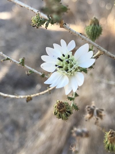 Blepharizonia laxa, photographed by Kyle Nessen