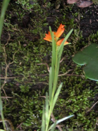 Isochilus aurantiacus, photographed by Neptalí Ramírez Marcial