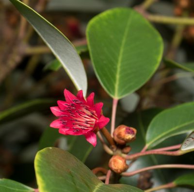 Rhodoleia championii, photographed by portioid