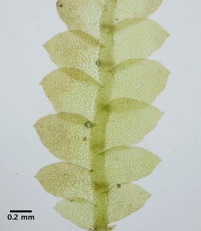 Calypogeia neogaea, photographed by Don Loarie