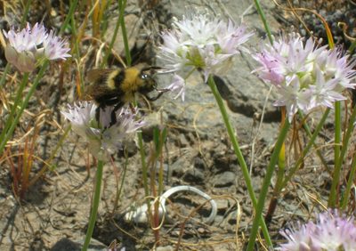 Allium nevii, photographed by John Brew