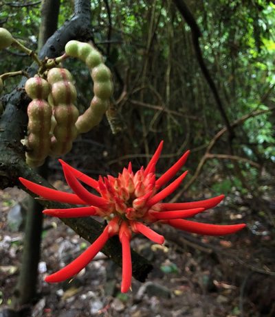 Erythrina gibbosa, photographed by desertnaturalist