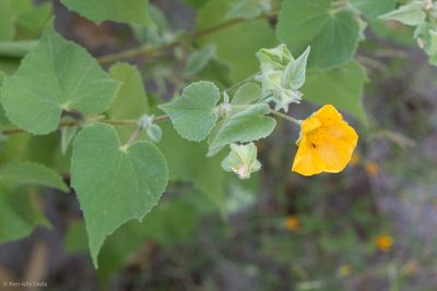 Abutilon palmeri, photographed by Ken-ichi Ueda