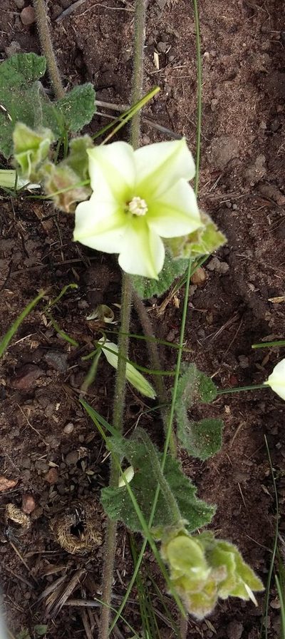 Convolvulus natalensis, photographed by grabbarg