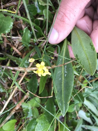 Draba ogilviensis, photographed by Chris