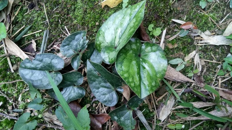 Asarum macranthum, photographed by 葉子