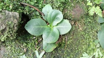 Swertia shintenensis, photographed by 葉子