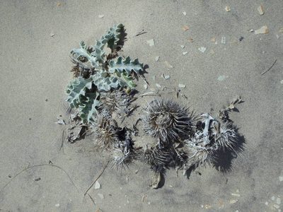 Cirsium rhothophilum, photographed by rockybajada