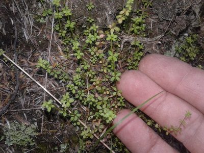 Galium propinquum, photographed by Brett Sandford