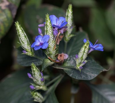Eranthemum pulchellum, photographed by portioid