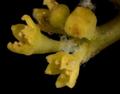 Dendrotrophe varians, photographed by portioid