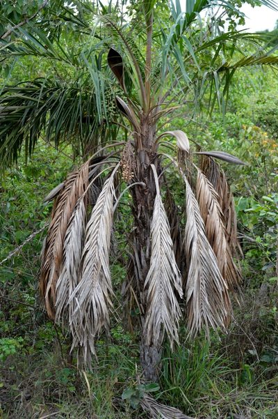 Syagrus comosa, photographed by Douglas