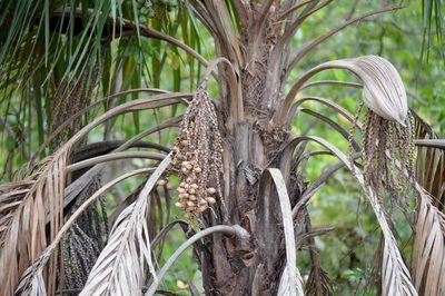 Syagrus comosa, photographed by Douglas