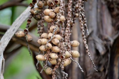 Syagrus comosa, photographed by Douglas