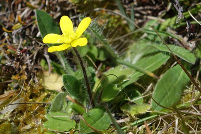 Ranunculus multiscapus, photographed by John Barkla