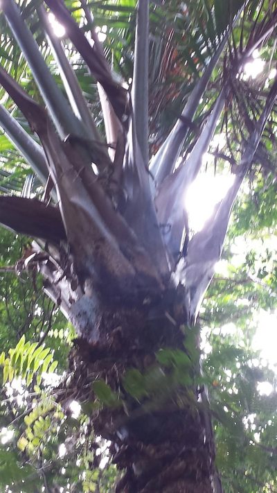 Masoala madagascariensis, photographed by Romer N. Rabarijaona
