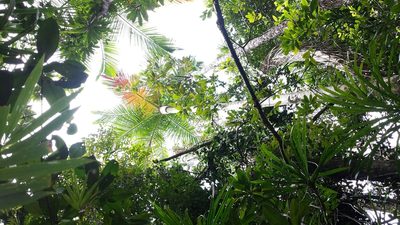Chrysalidocarpus carlsmithii, photographed by Romer N. Rabarijaona