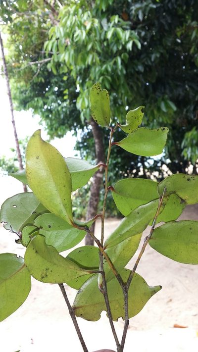 Diospyros squamosa, photographed by Romer N. Rabarijaona