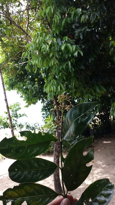 Gaertnera arenaria, photographed by Romer N. Rabarijaona