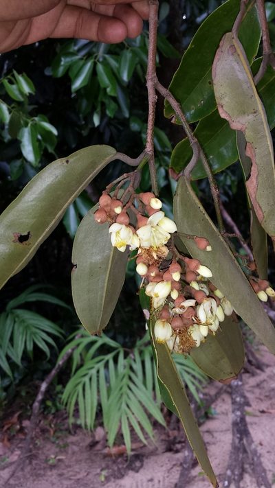 Sarcolaena multiflora, photographed by Romer N. Rabarijaona