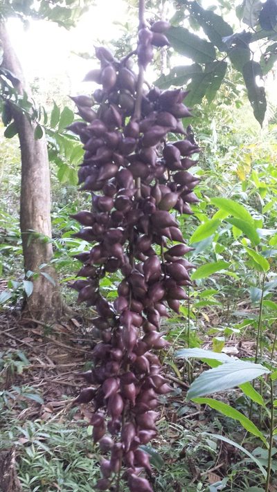 Sorindeia madagascariensis, photographed by Romer N. Rabarijaona