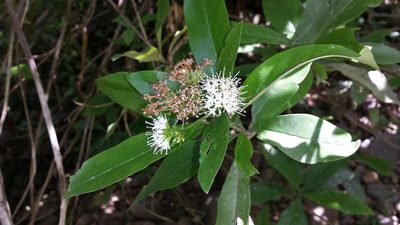 Nuxia involucrata, photographed by Romer N. Rabarijaona